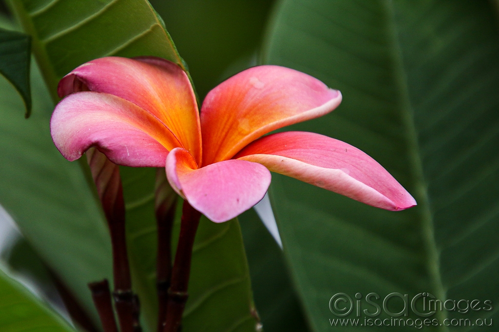 Click image for larger version  Name:	027A4669-Pink_Frangipani.jpg Views:	0 Size:	391.4 KB ID:	469920