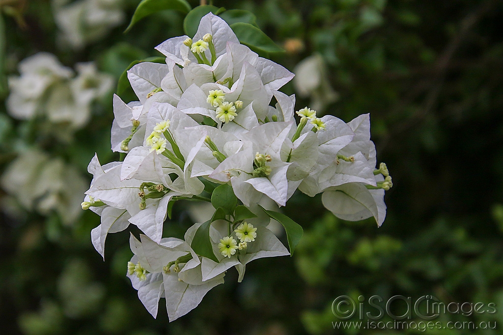 Click image for larger version  Name:	027A4663-White_Flowers.jpg Views:	0 Size:	460.9 KB ID:	469921