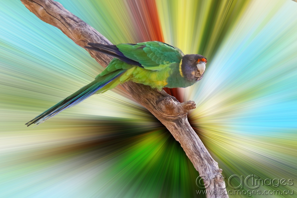 Click image for larger version

Name:	027A4618-28_Parrot_Zoom.jpg
Views:	65
Size:	393.2 KB
ID:	469923