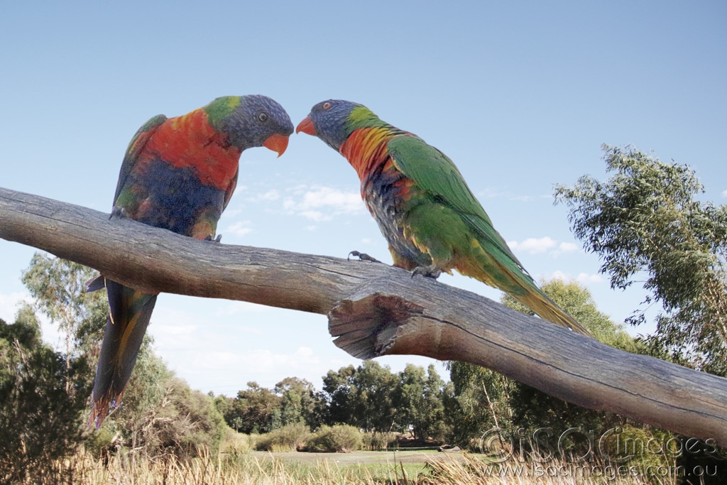 Click image for larger version  Name:	027A5019-RAinbow_Lorikeets.jpg Views:	0 Size:	477.2 KB ID:	470067