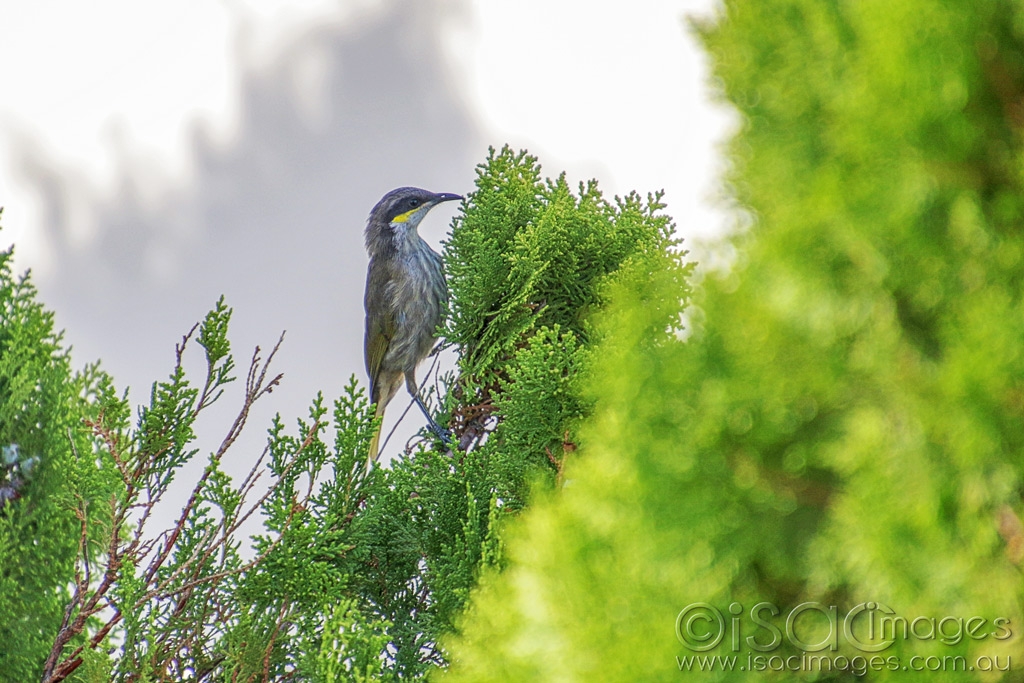 Click image for larger version  Name:	027A4994-Singing_Honeyeater.jpg Views:	0 Size:	480.7 KB ID:	470068