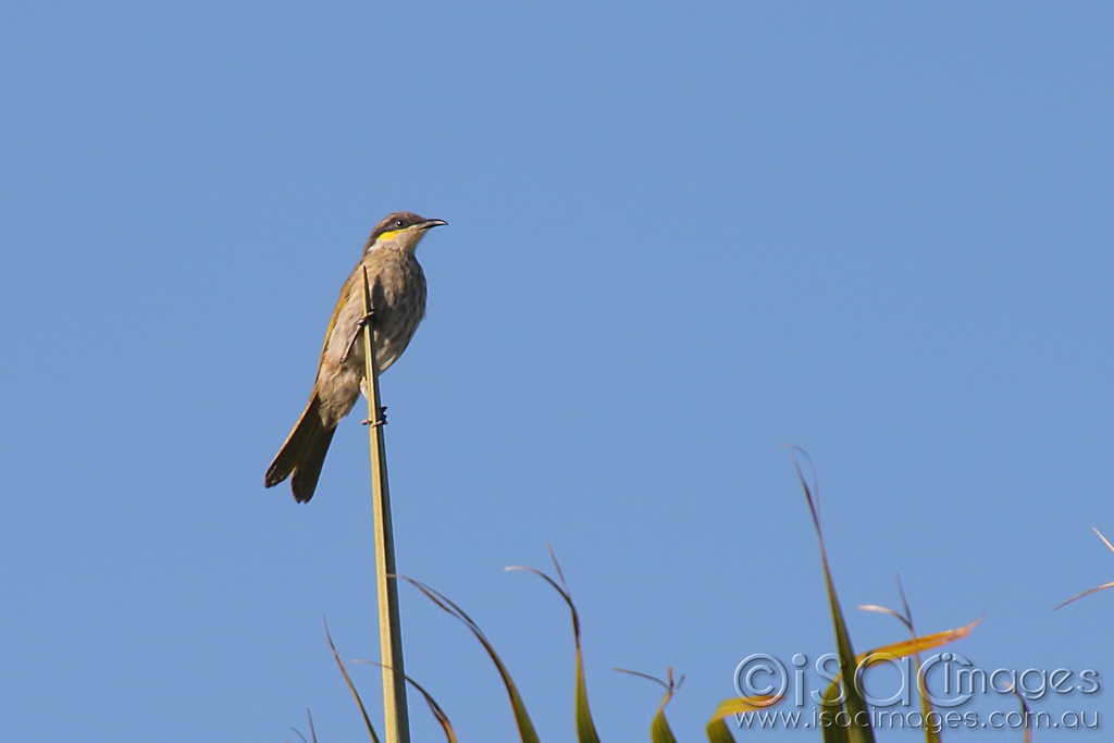 Click image for larger version  Name:	027A5051-Singing_Honeyeater.jpg Views:	0 Size:	283.8 KB ID:	470069