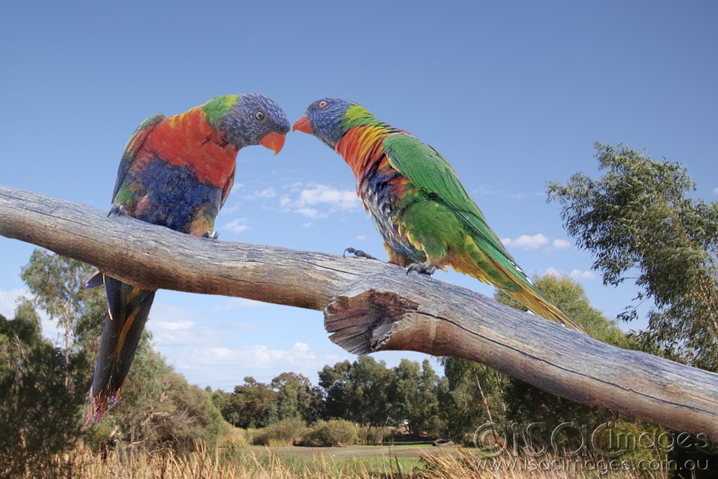 Click image for larger version

Name:	027A5019-Rainbow_Lorikeets-2.jpg
Views:	92
Size:	483.4 KB
ID:	470089