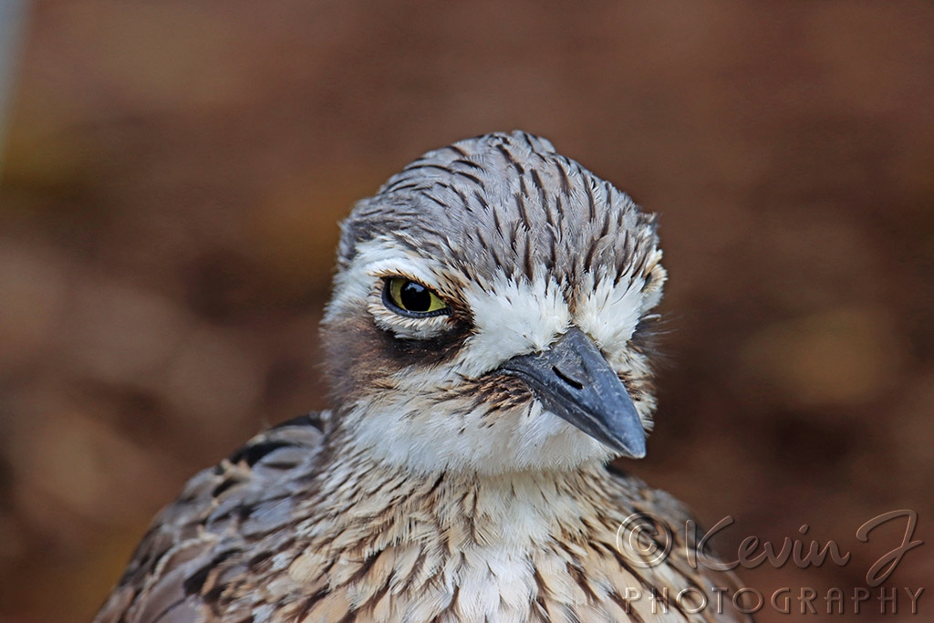 Click image for larger version

Name:	Curlew close up.jpg
Views:	105
Size:	367.6 KB
ID:	470105