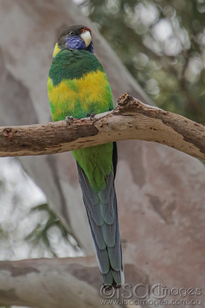 Click image for larger version

Name:	027A5217-Tewnty_Eight_Parrot.jpg
Views:	39
Size:	374.4 KB
ID:	470141