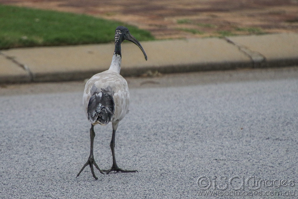 Click image for larger version

Name:	027A5228-Ibis_On_Road.jpg
Views:	48
Size:	465.0 KB
ID:	470142