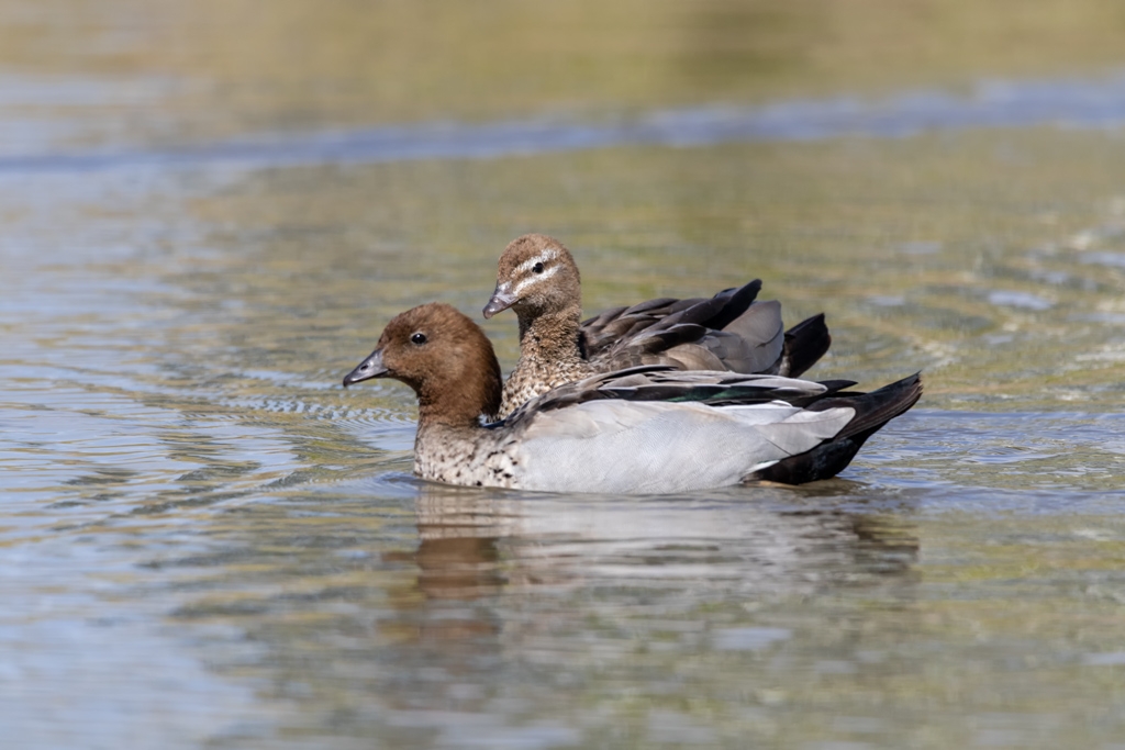 Click image for larger version  Name:	Australian Wood Duck 2.jpg Views:	0 Size:	329.3 KB ID:	470168