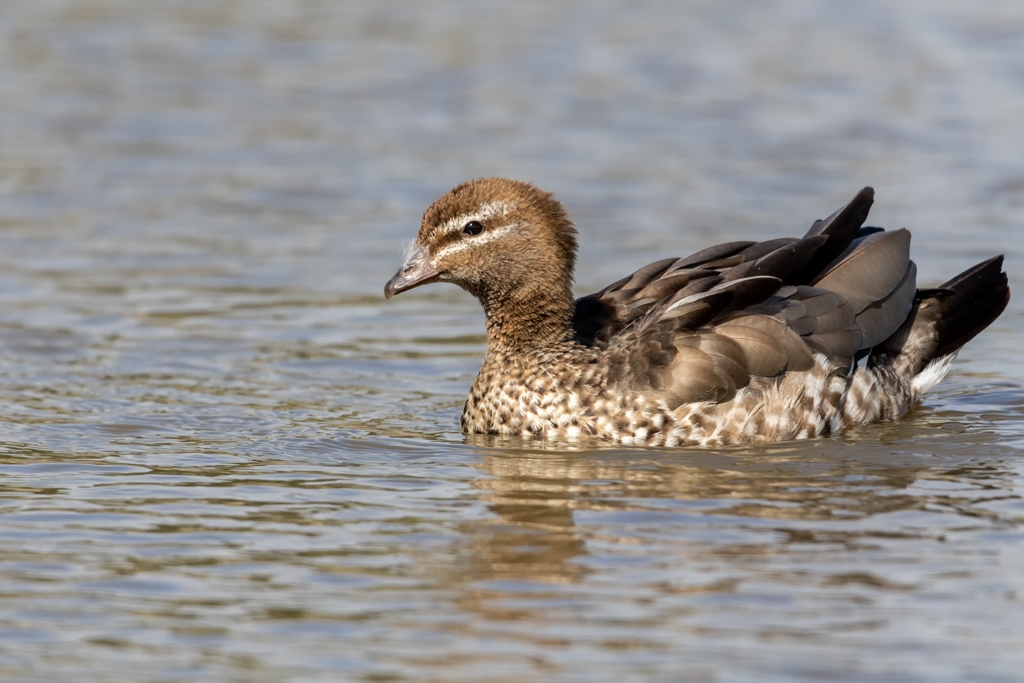 Click image for larger version  Name:	Australian Wood Duck 4.jpg Views:	0 Size:	355.6 KB ID:	470169