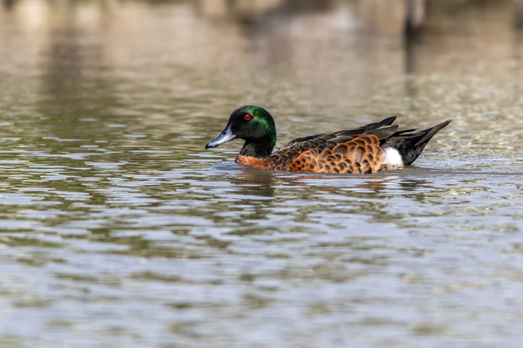 Click image for larger version  Name:	Chestnut Teal 1.jpg Views:	0 Size:	357.3 KB ID:	470170