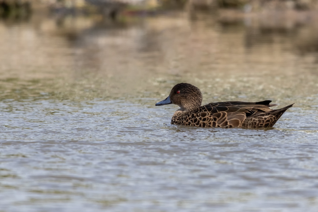 Click image for larger version  Name:	Chestnut Teal 2.jpg Views:	0 Size:	334.2 KB ID:	470171