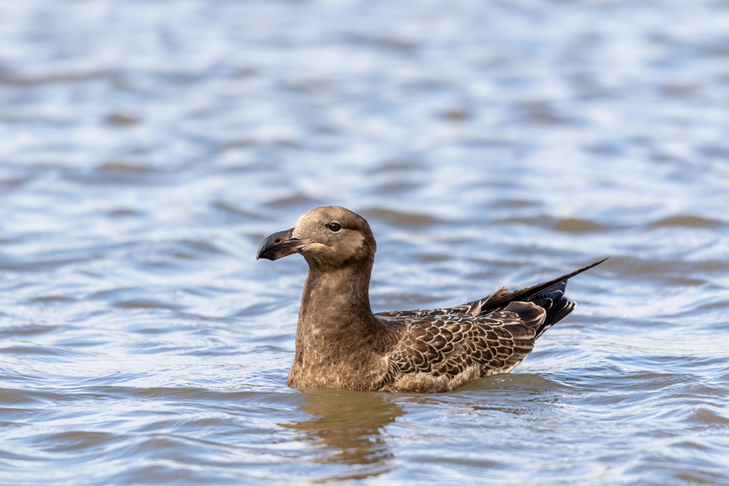 Click image for larger version  Name:	Pacific Gull 6.jpg Views:	0 Size:	368.1 KB ID:	470172