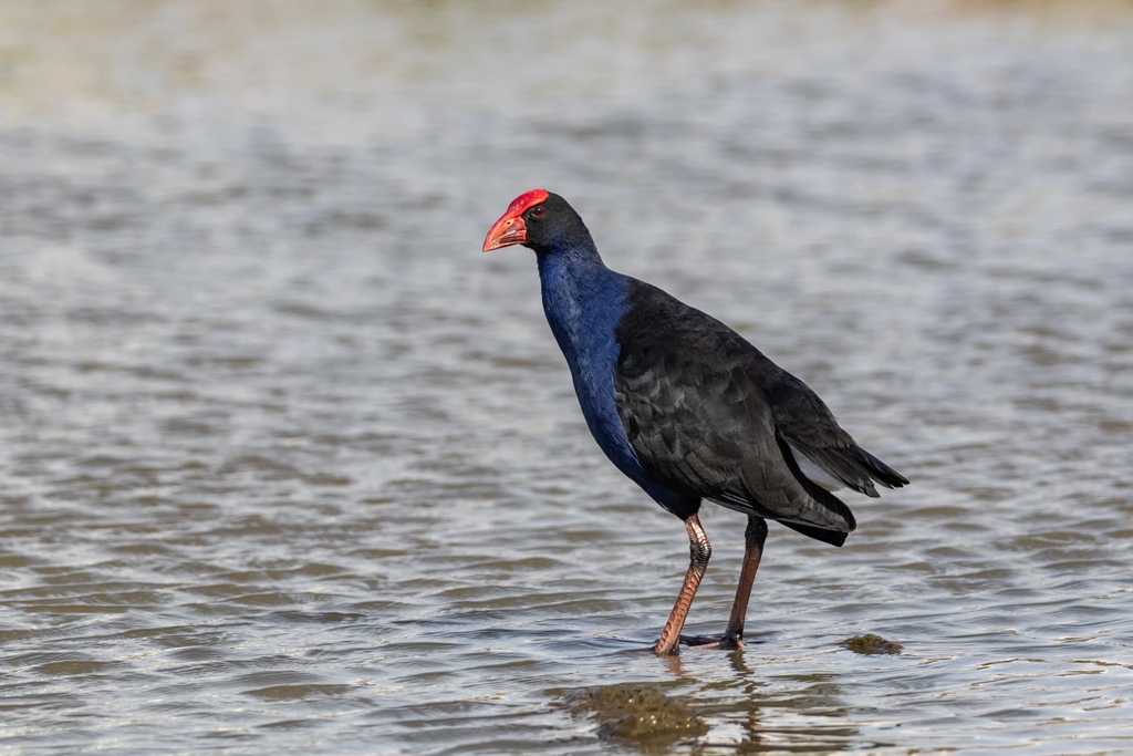 Click image for larger version  Name:	Australasian Swamphen.jpg Views:	0 Size:	354.6 KB ID:	470173