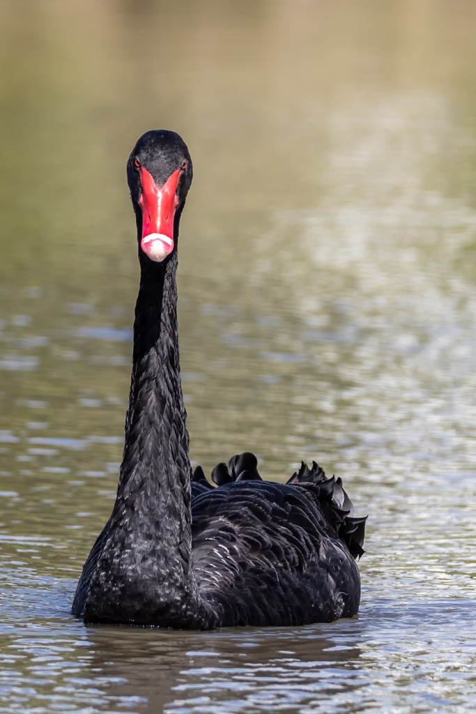 Click image for larger version  Name:	Black Swan 2.jpg Views:	0 Size:	362.1 KB ID:	470174