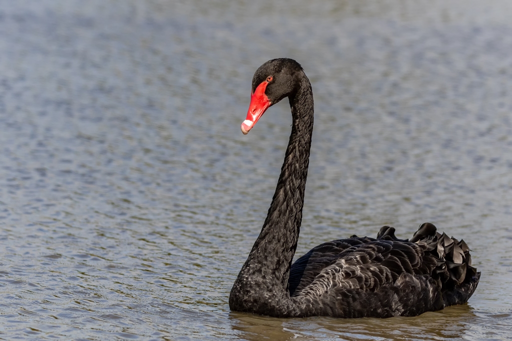 Click image for larger version  Name:	Black Swan 3.jpg Views:	0 Size:	389.7 KB ID:	470175