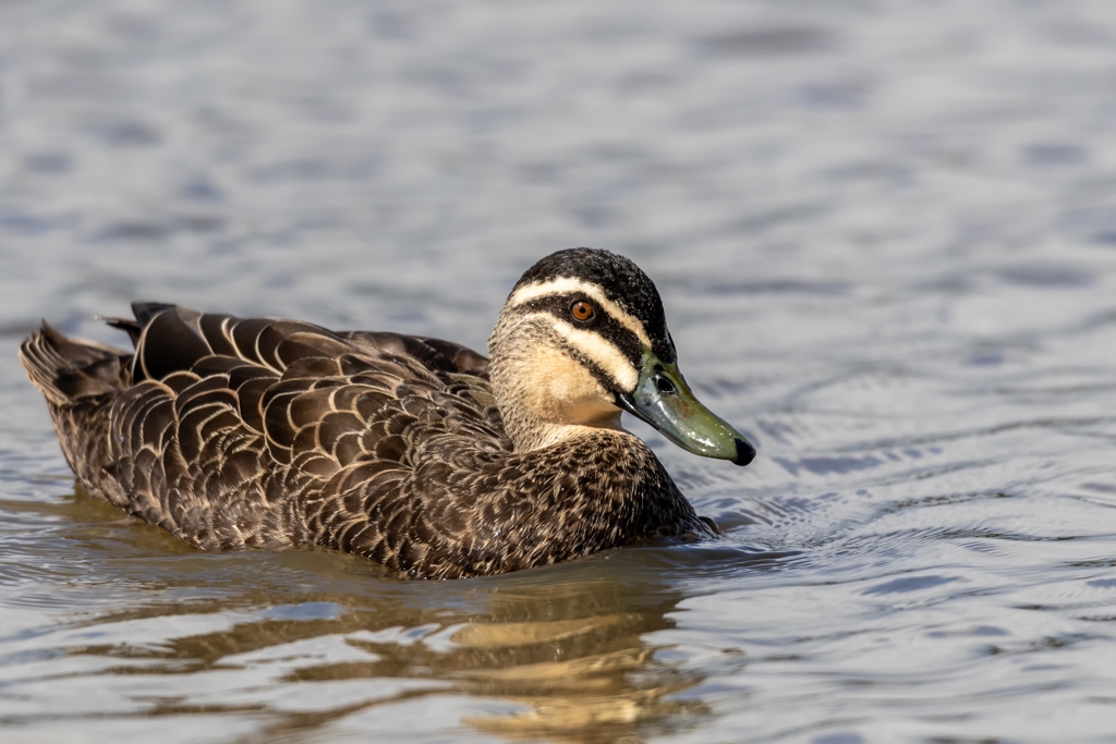 Click image for larger version  Name:	Pacific Black Duck 2.jpg Views:	0 Size:	365.5 KB ID:	470176