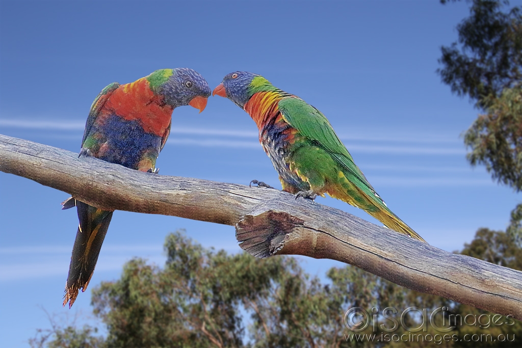 Click image for larger version

Name:	027A5019-Rainbow_Lorikeets-3.jpg
Views:	77
Size:	404.2 KB
ID:	470244