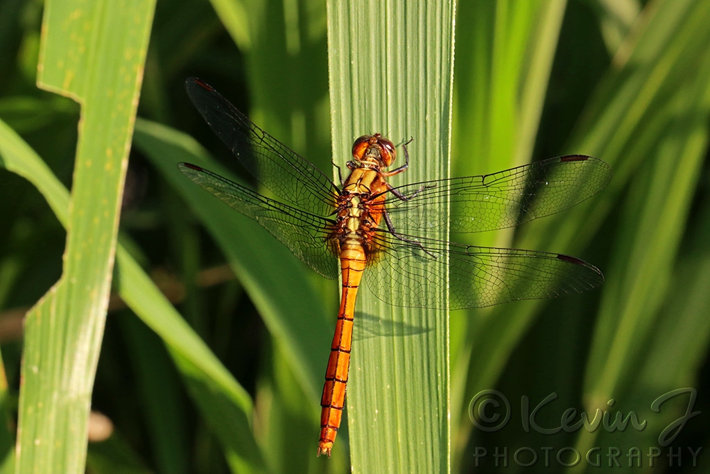 Click image for larger version

Name:	Dragonfly 2.jpg
Views:	34
Size:	387.2 KB
ID:	470276