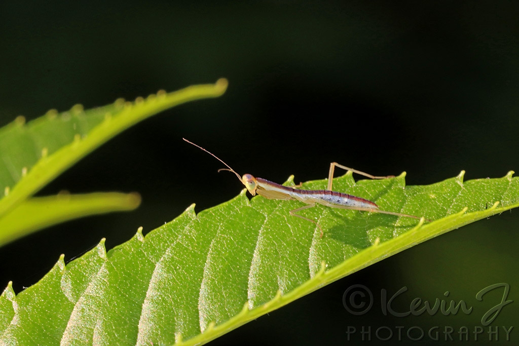 Click image for larger version

Name:	Mini Mantis.jpg
Views:	37
Size:	353.2 KB
ID:	470282