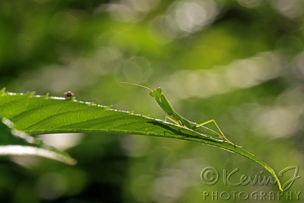 Click image for larger version

Name:	Mini Mantis 2.jpg
Views:	23
Size:	364.7 KB
ID:	470283