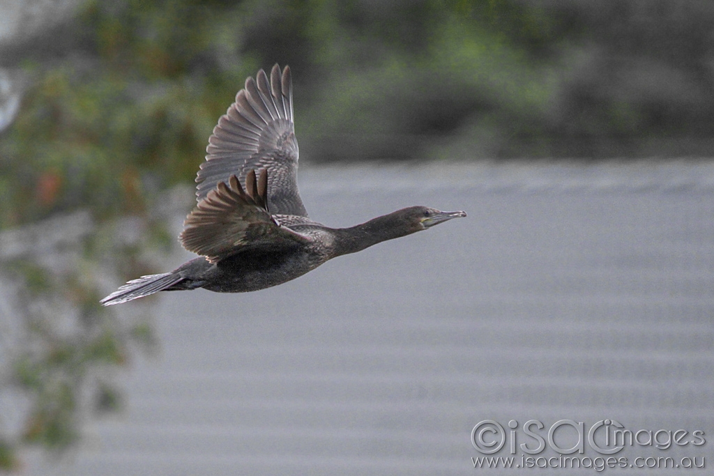 Click image for larger version

Name:	0162-Cormorant.jpg
Views:	49
Size:	385.4 KB
ID:	470340