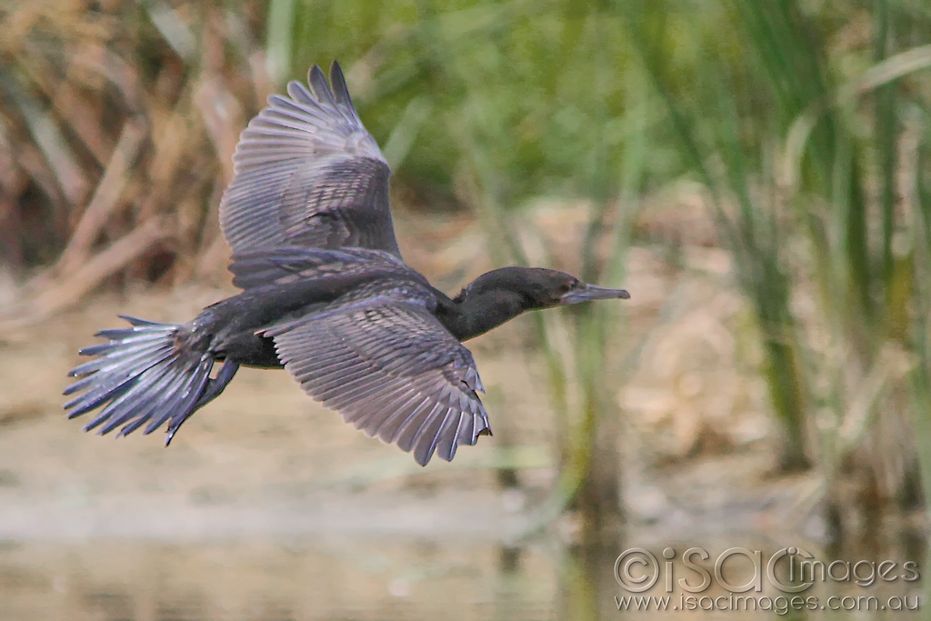 Click image for larger version

Name:	9520-Cormorant.jpg
Views:	53
Size:	389.9 KB
ID:	470341