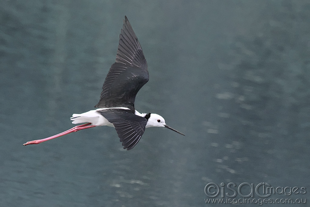 Click image for larger version

Name:	0053-Black_Winged_Stilt.jpg
Views:	52
Size:	362.2 KB
ID:	470343