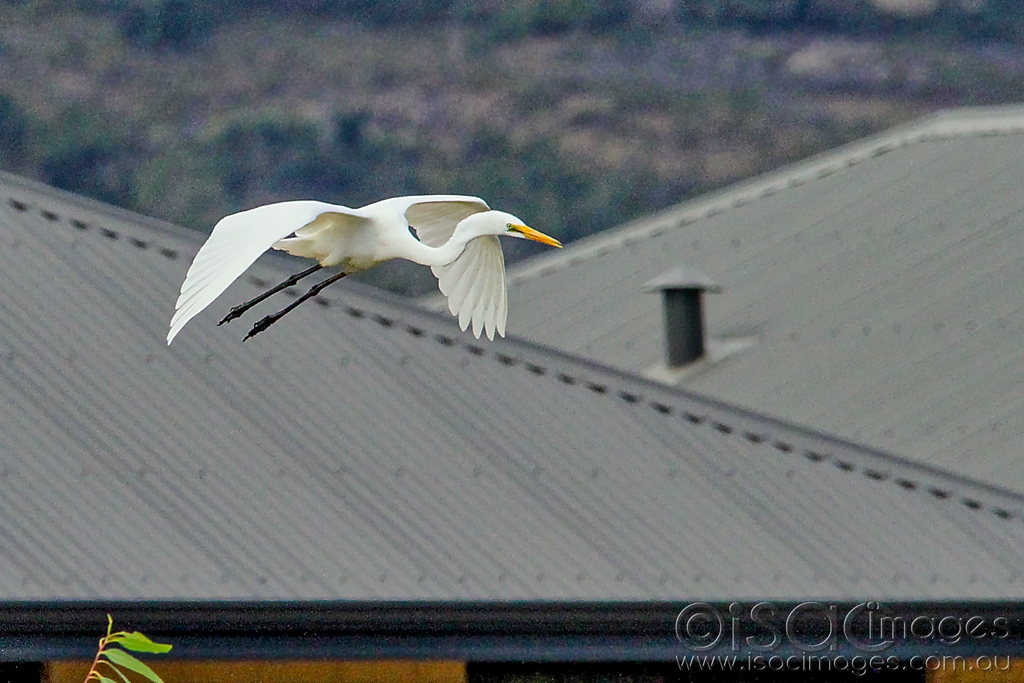 Click image for larger version

Name:	0097-Suburban_Egret.jpg
Views:	54
Size:	459.7 KB
ID:	470344