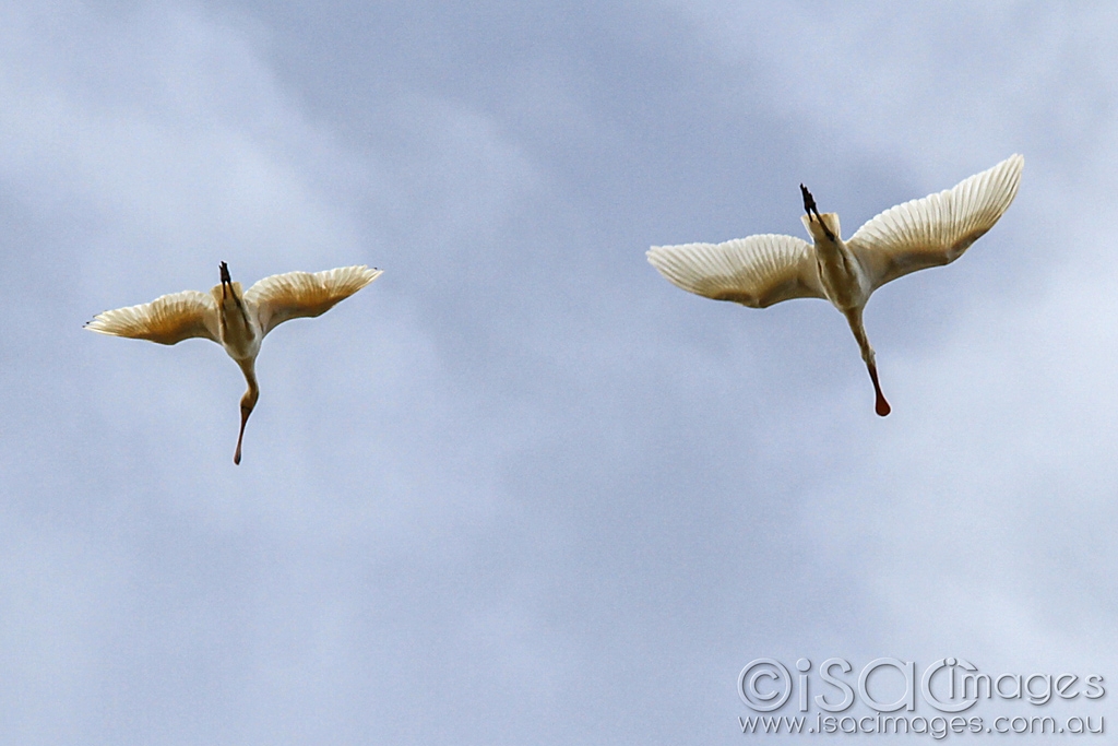 Click image for larger version

Name:	0204-Yelow_Billed_Spoonbills.jpg
Views:	46
Size:	376.5 KB
ID:	470345