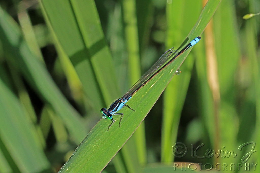 Click image for larger version

Name:	Damselfly.jpg
Views:	45
Size:	389.7 KB
ID:	470496