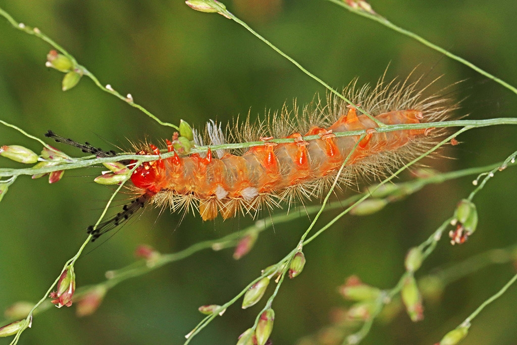 Click image for larger version

Name:	Hairy Caterpiller 2.jpg
Views:	107
Size:	434.8 KB
ID:	470726