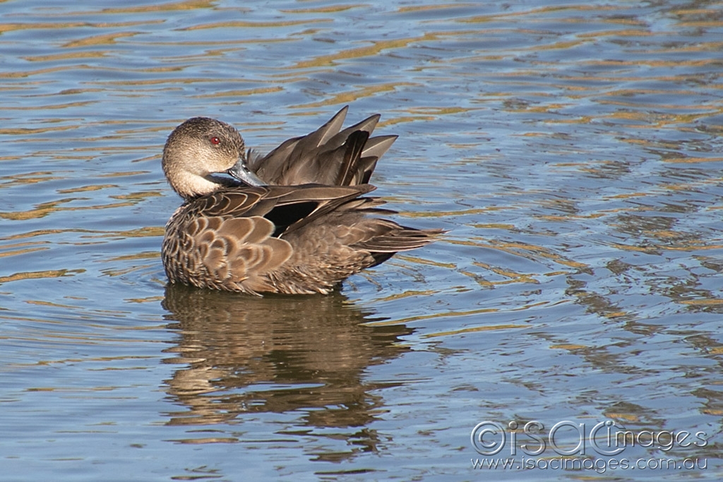 Click image for larger version

Name:	6000-Grey_Teal_Duck.jpg
Views:	33
Size:	491.5 KB
ID:	470762