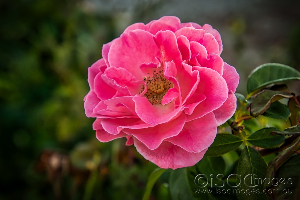 Click image for larger version

Name:	6076-Pink_Rose.jpg
Views:	39
Size:	364.6 KB
ID:	470773