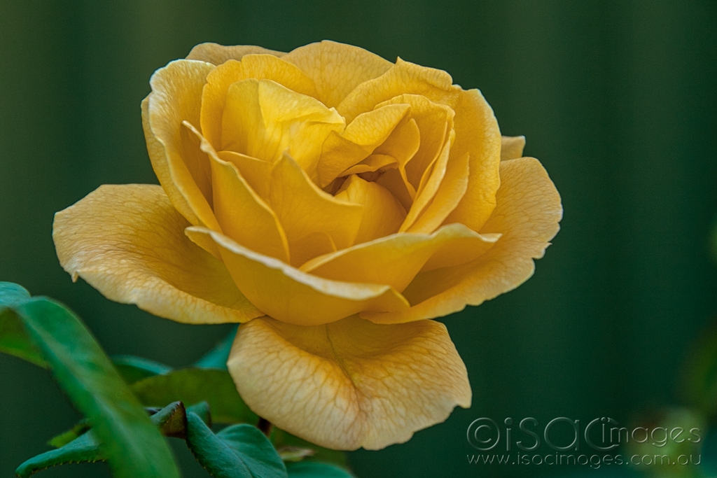 Click image for larger version

Name:	6069-Yellow_Rose.jpg
Views:	40
Size:	374.5 KB
ID:	470774