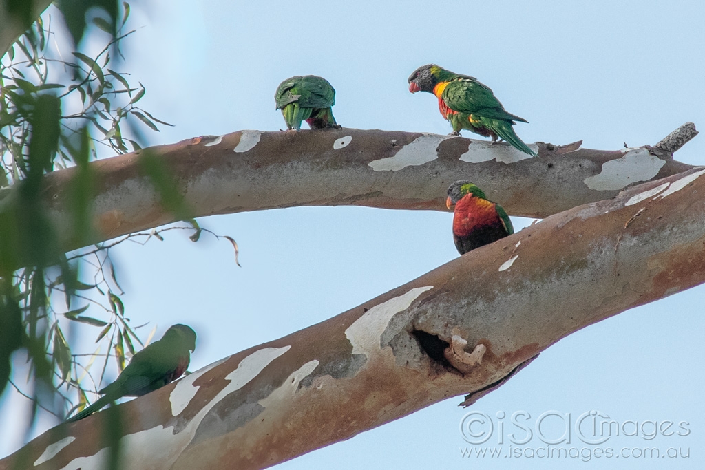 Click image for larger version

Name:	6235-Rainbow_Lorikeets.jpg
Views:	59
Size:	422.7 KB
ID:	470851