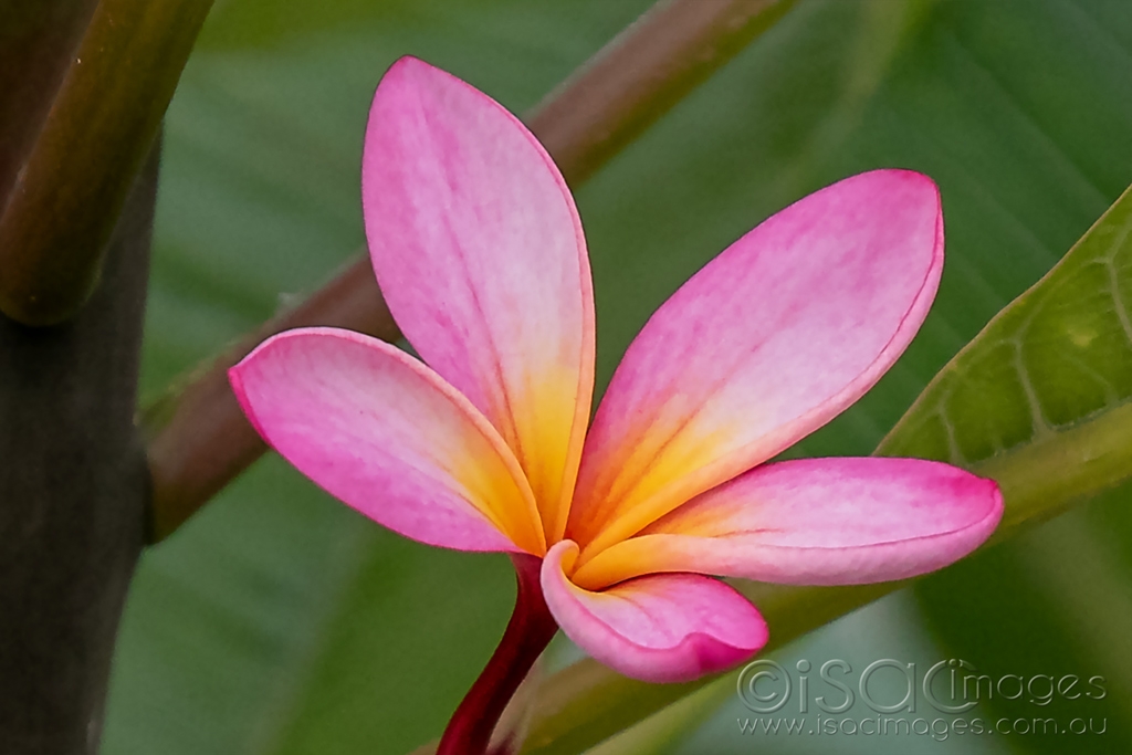 Click image for larger version

Name:	6287-Pink_Frangipani.jpg
Views:	29
Size:	307.8 KB
ID:	470860