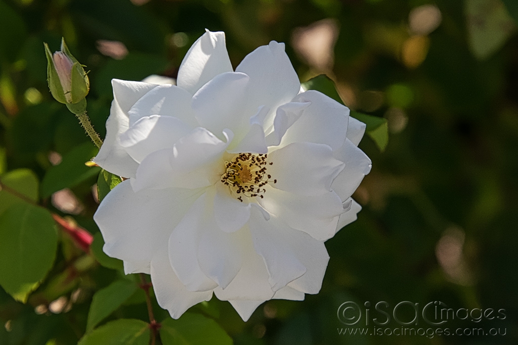 Click image for larger version

Name:	6248-White_Rose.jpg
Views:	31
Size:	361.0 KB
ID:	470862