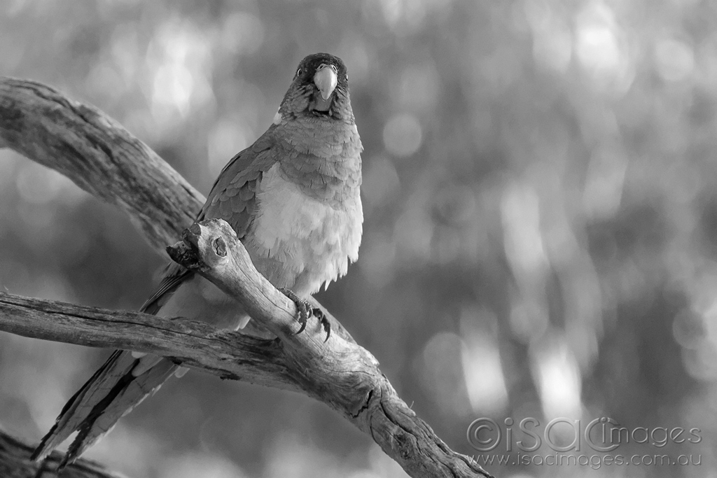 Click image for larger version

Name:	6211-Twenty_Eight_Parrot-BW.jpg
Views:	54
Size:	330.1 KB
ID:	470902