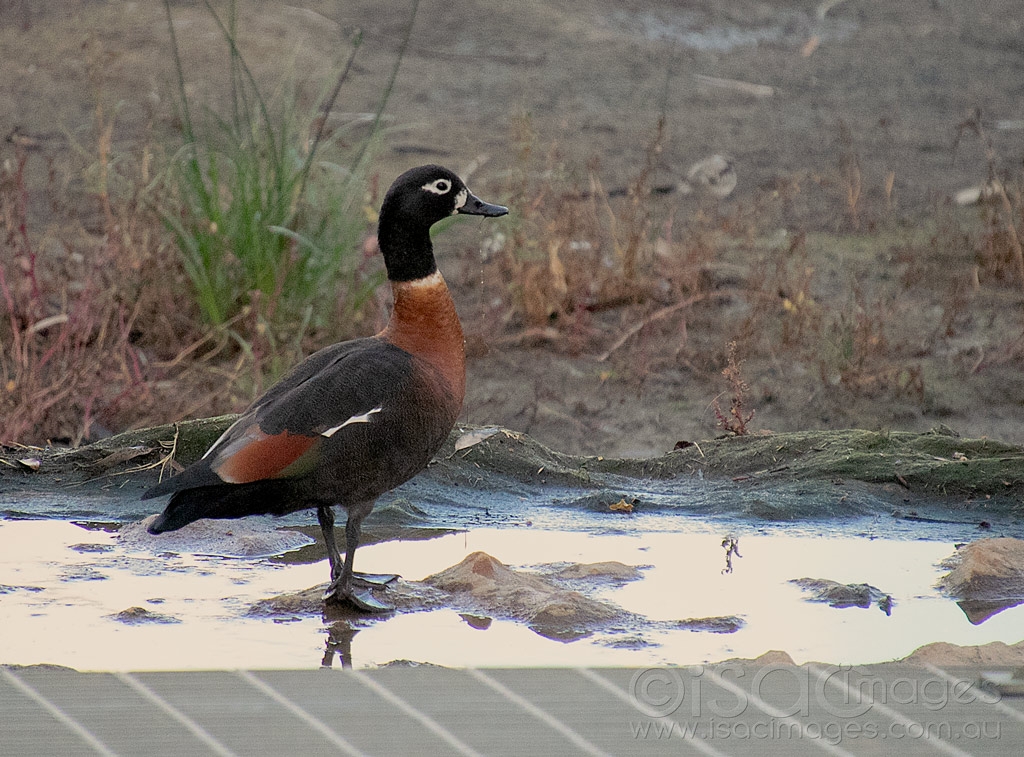 Click image for larger version

Name:	6319-Australian_Shelduck-Female.jpg
Views:	78
Size:	553.6 KB
ID:	470981