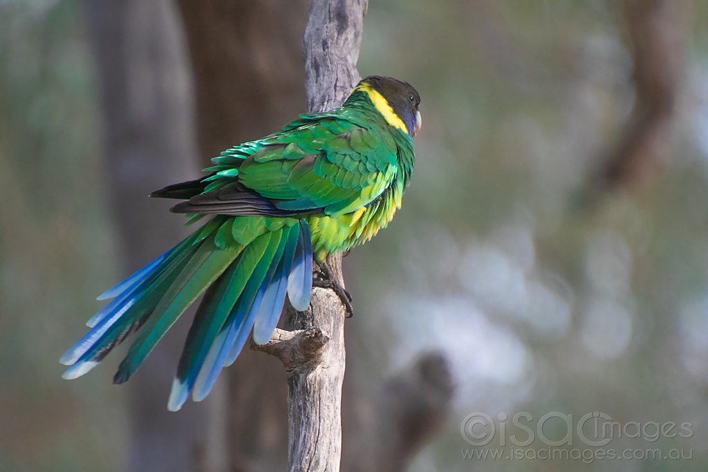 Click image for larger version  Name:	6614-Twenty_Eight_Parrot.jpg Views:	0 Size:	329.1 KB ID:	471139