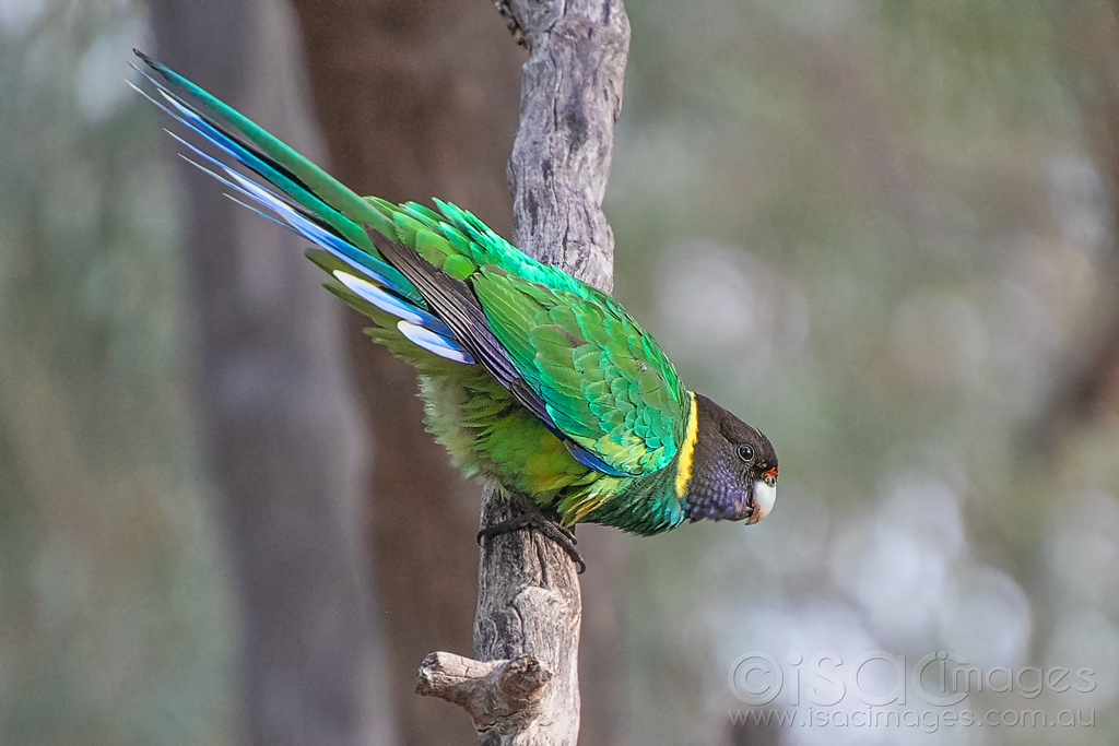 Click image for larger version  Name:	6606-Twenty_Eight_Parrot.jpg Views:	0 Size:	384.9 KB ID:	471140