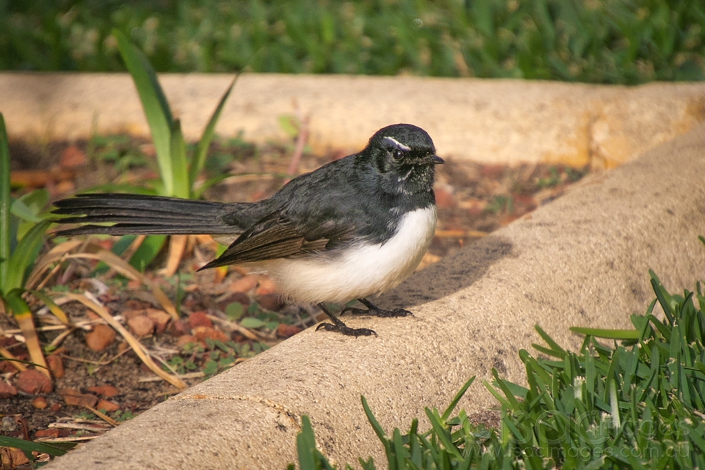 Click image for larger version

Name:	6636-Willie_Wagtail.jpg
Views:	34
Size:	469.7 KB
ID:	471141