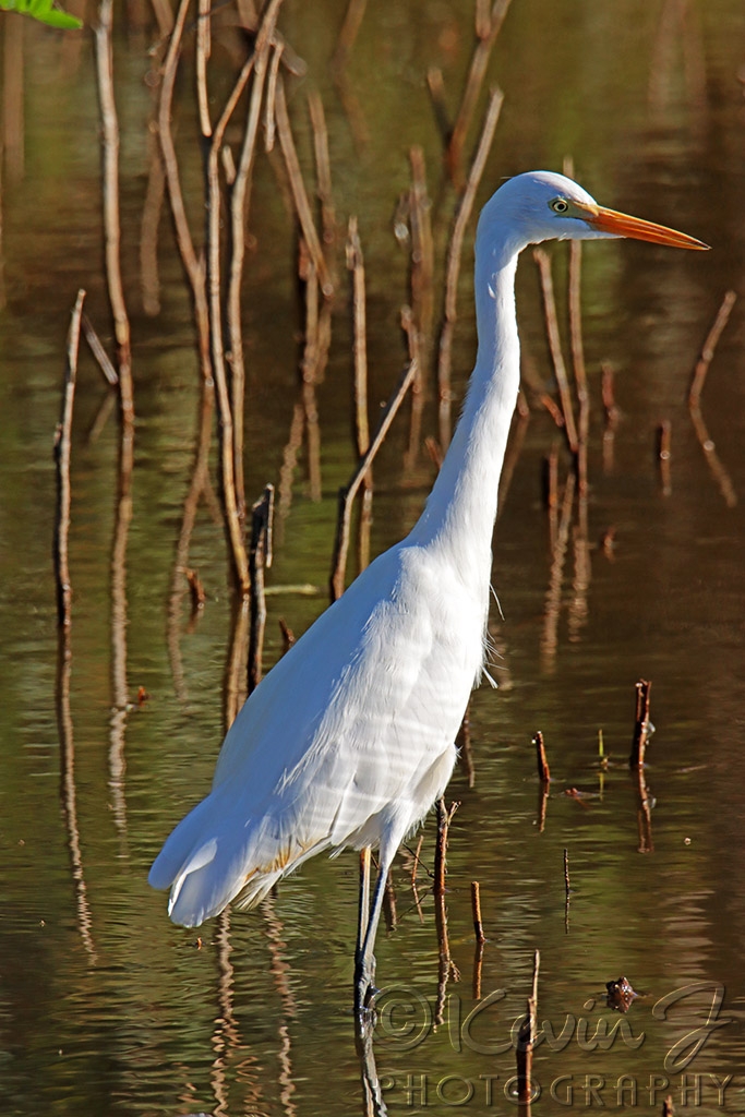 Click image for larger version

Name:	Egret.jpg
Views:	43
Size:	433.3 KB
ID:	471306