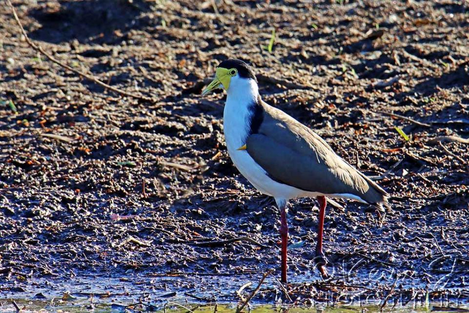 Click image for larger version

Name:	Masked Lapwing..jpg
Views:	43
Size:	195.6 KB
ID:	471308