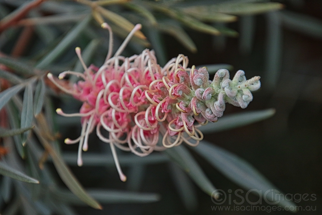 Click image for larger version

Name:	6798-Majestic_Grevillea.jpg
Views:	44
Size:	388.4 KB
ID:	471340