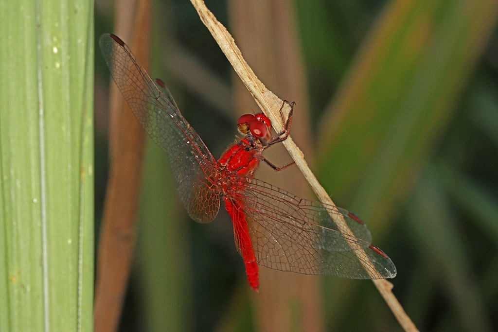 Click image for larger version

Name:	Red Dragonfly.jpg
Views:	214
Size:	386.7 KB
ID:	471507