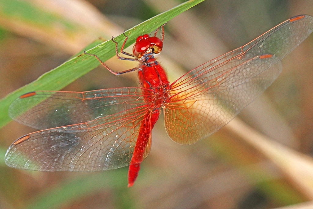 Click image for larger version

Name:	Red Dragonfly 2.jpg
Views:	77
Size:	433.3 KB
ID:	471509