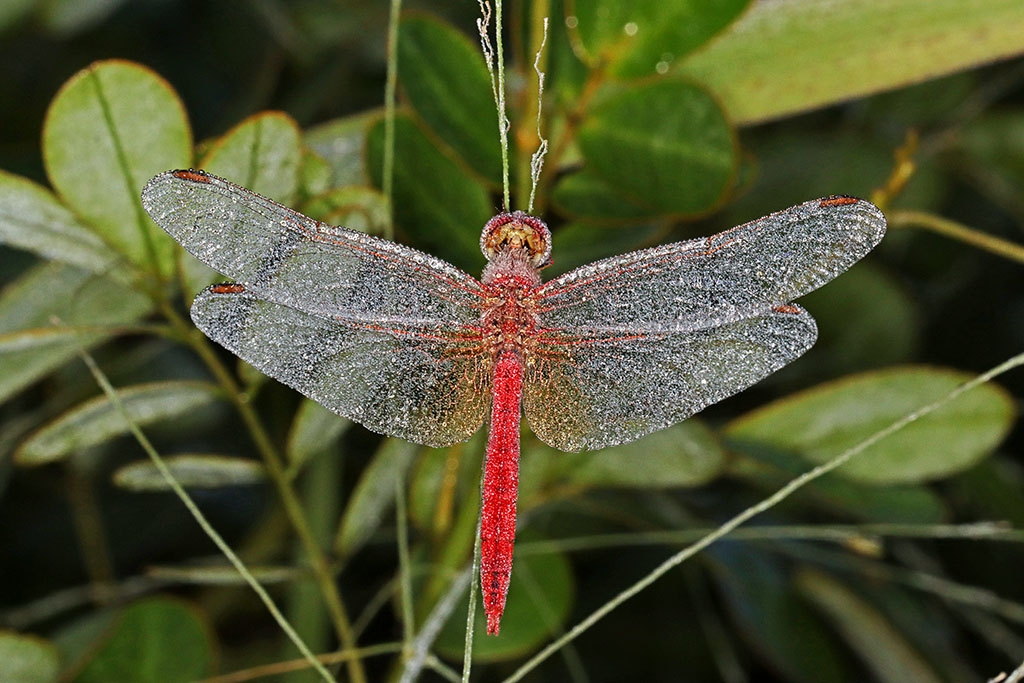 Click image for larger version

Name:	Red Dragonfly 3.jpg
Views:	46
Size:	441.4 KB
ID:	471566