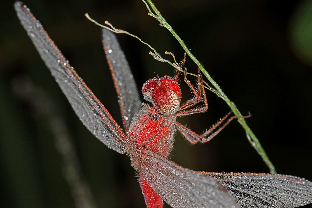 Click image for larger version

Name:	Red Dragonfly 4.jpg
Views:	54
Size:	375.0 KB
ID:	471567