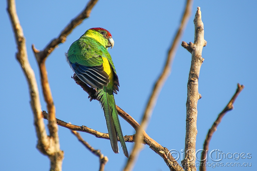 Click image for larger version  Name:	6898-Red_Capped_Parrot_-(Djaryl).jpg Views:	3 Size:	396.4 KB ID:	471634