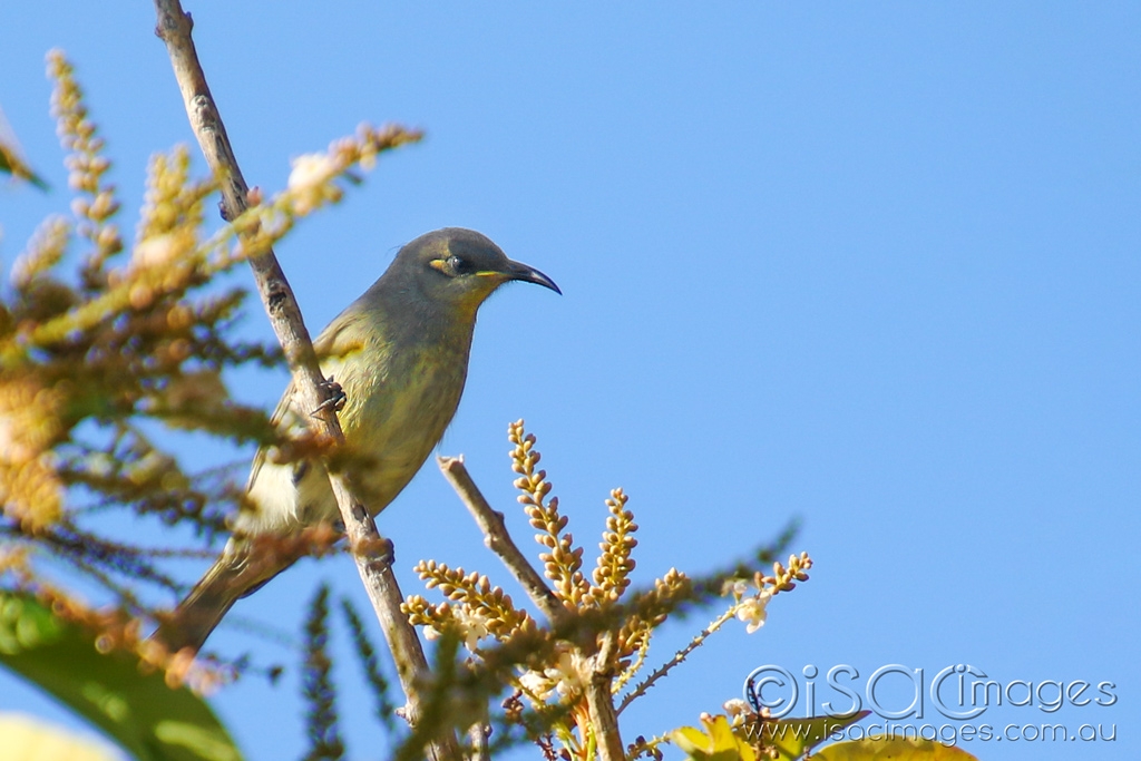 Click image for larger version  Name:	6830-Singing_Honeyeater.jpg Views:	3 Size:	371.5 KB ID:	471635